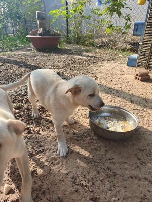 Chó con Trắng kem