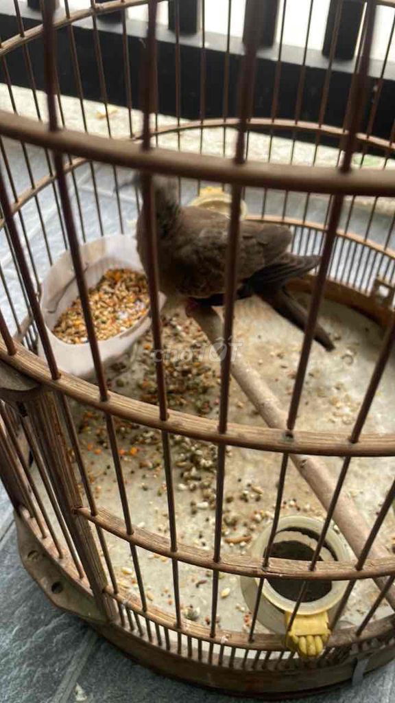 Chim Cu gáy trống Nâu. Mua bán Chim tại Quận 12 Tp Hồ Chí Minh được đăng bởi phùng việt huy hình 1