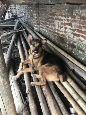 Muốn bán chó tại Thanh Oai Hà Nội. Bắt chó tại nhà