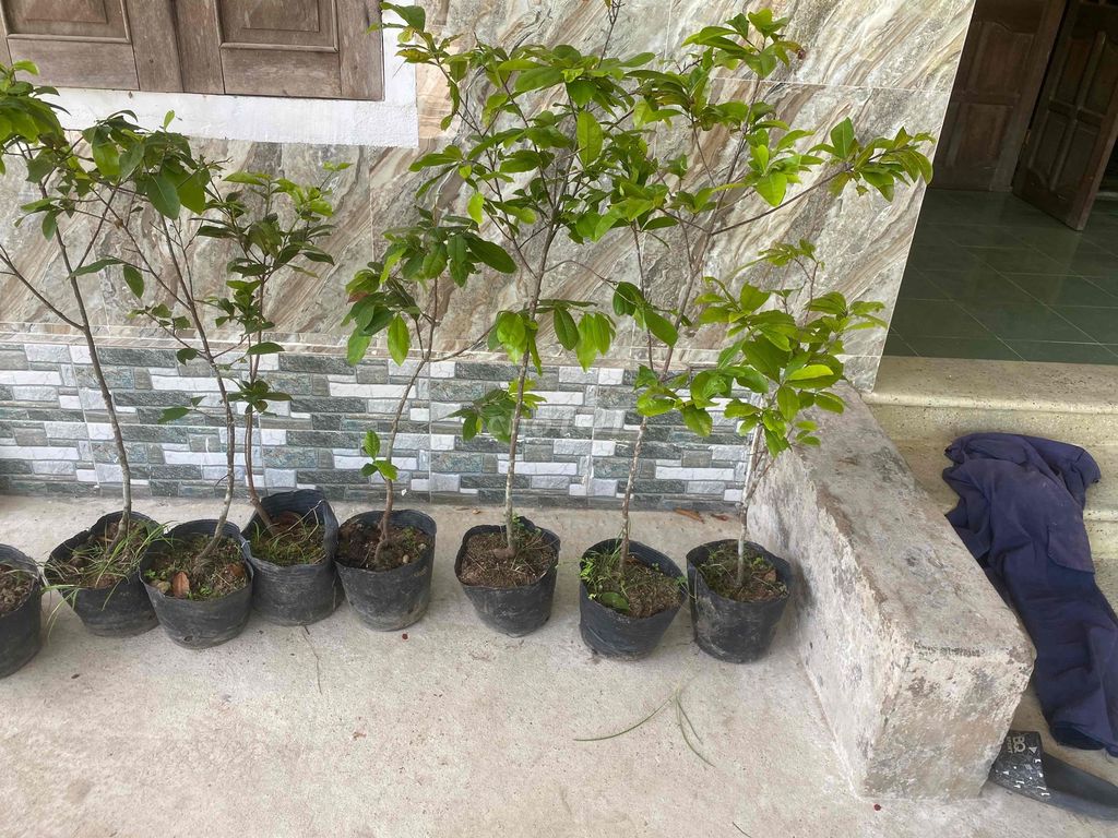 mai đọt xanh quảng nam rin combo 10 cây 700k. Mua bán Cây cảnh, đồ trang trí tại Huyện Duy Xuyên Quảng Nam được đăng bởi  Lê Tuấn  mai đọt xanh quảng nam hình 1
