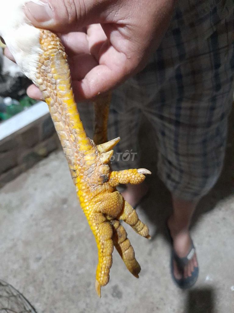 Uá 3.2kg tay tôt thay lông vê tha mái đu lông rôi