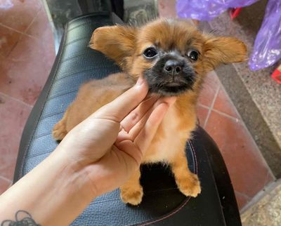 PHỐC SÓC LAI, PHỐC HƯƠU. Mua bán Chó tại Huyện Thanh Trì Hà Nội được đăng bởi Phuong Anh