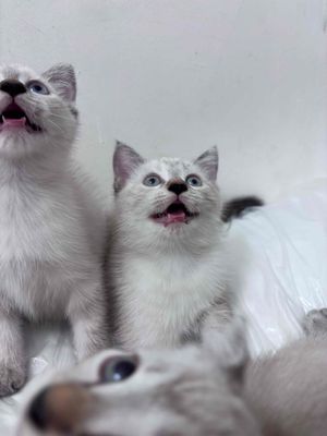 Mèo Hyma cái 2 tháng đã xổ giun