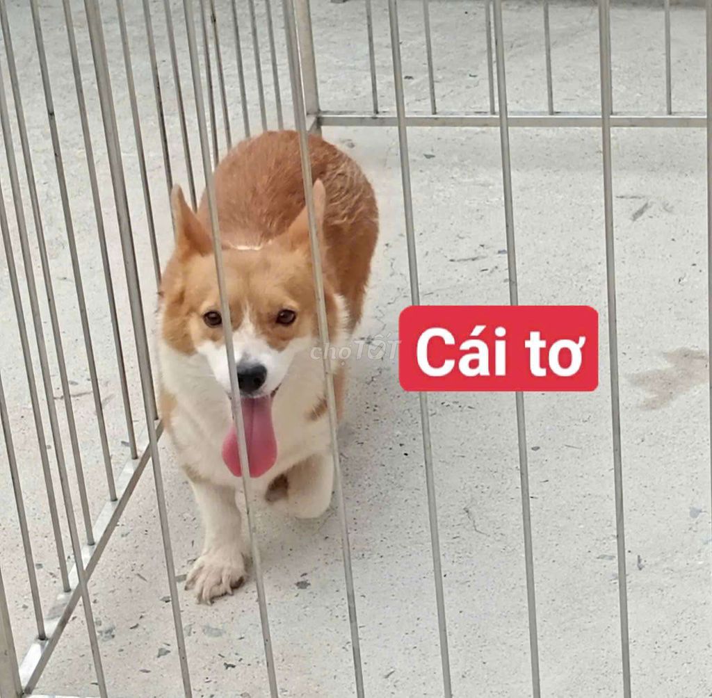Chó Corgi cái vàng trắng chưa sinh sản. Mua bán Chó tại Quận Bình Tân Tp Hồ Chí Minh được đăng bởi Nhân Rottweiler  hình 1
