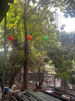 cần bán cây sala và cây xoài. Mua bán Cây cảnh, đồ trang trí tại Quận 7 Tp Hồ Chí Minh được đăng bởi Lê Trí