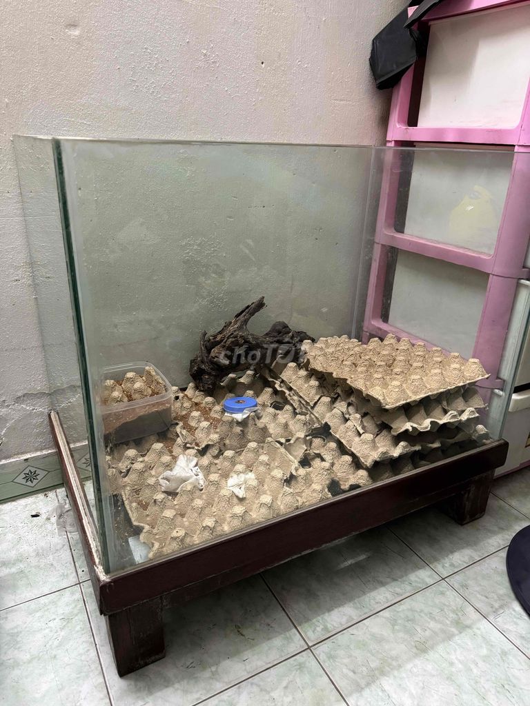 Bể cá cảnh Kính 80x50x50 cm. Mua bán Phụ kiện, Thức ăn, Dịch vụ tại Quận Hà Đông Hà Nội được đăng bởi Trần tiến hình 1
