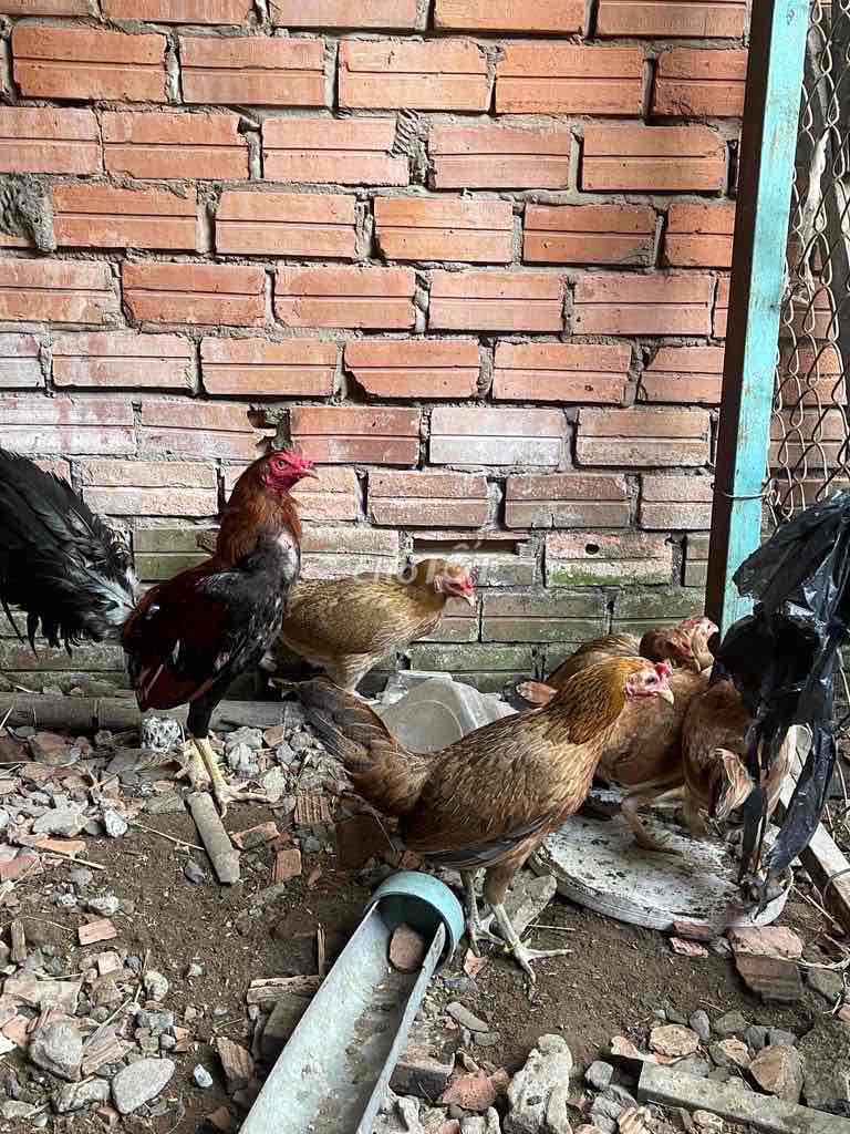Gà tre Mỹ Cuban trống 1.8kg cáng vuông. Mua bán Gà tại Huyện Bình Chánh Tp Hồ Chí Minh được đăng bởi tín nai hình 1