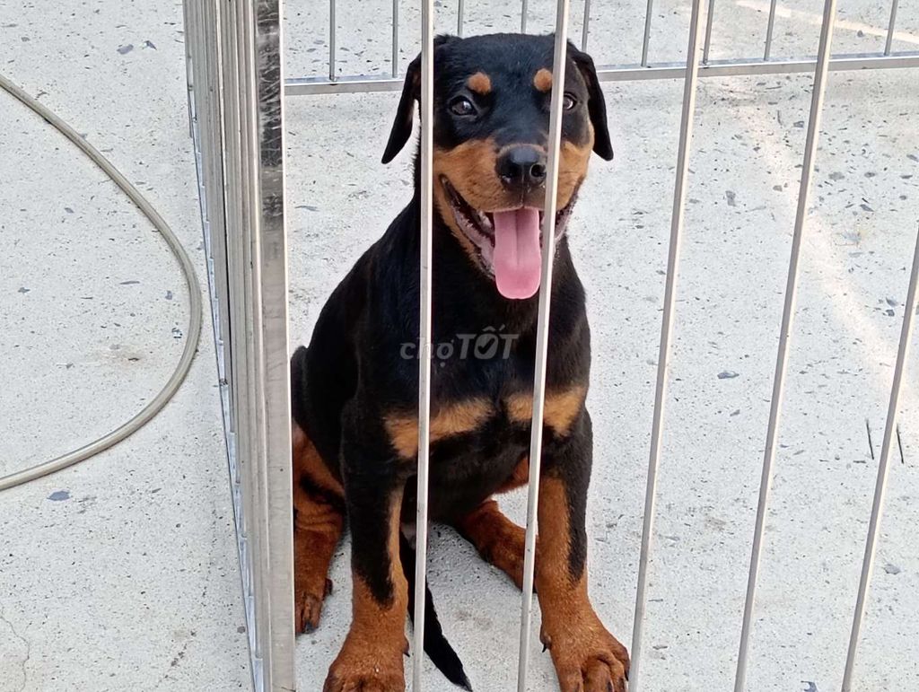 Chó Rottweiler Cái Đen Vàng. Mua bán Chó tại Thành phố Cao Lãnh Đồng Tháp được đăng bởi Nhân Rottweiler  hình 1