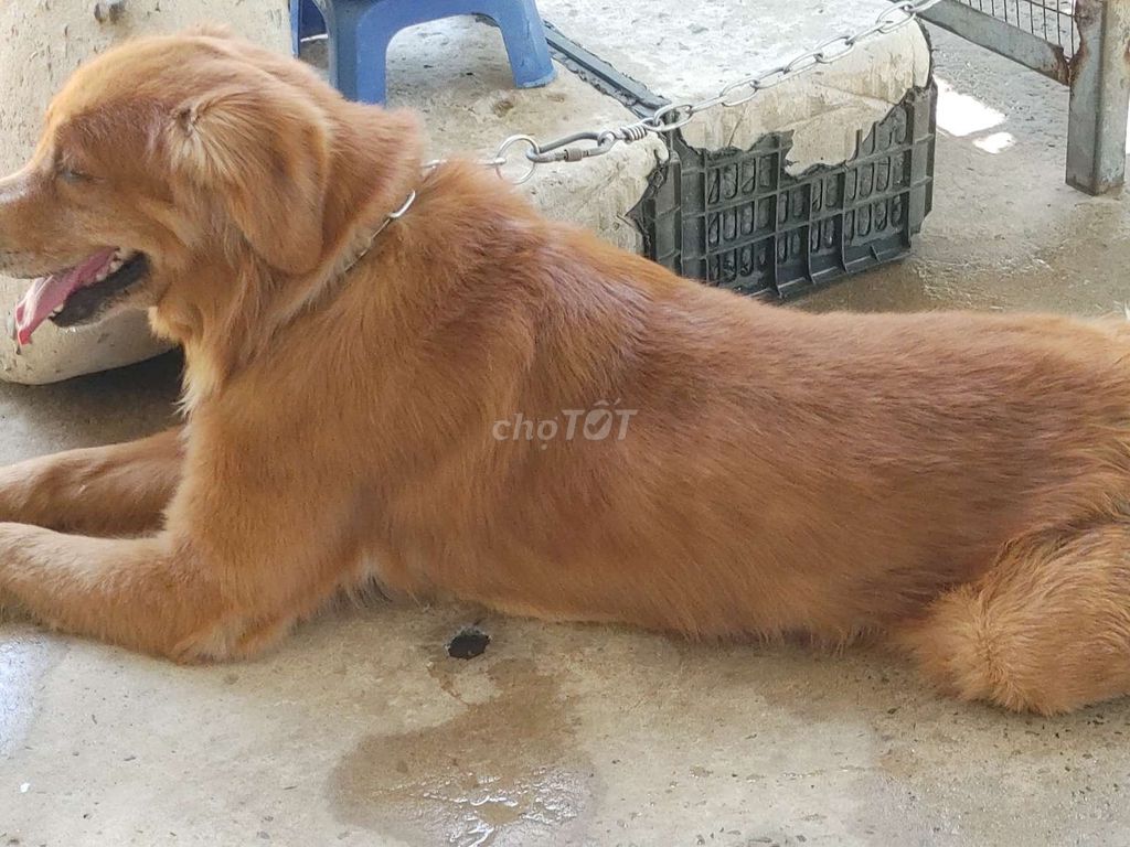 Đực Đỏ Chót.Golden. Mua bán Chó tại Thành phố Thủ Đức Tp Hồ Chí Minh được đăng bởi Nhân Rottweiler  hình 1
