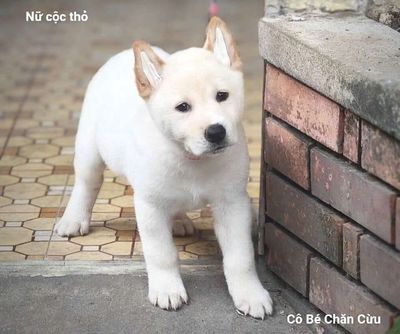 Chó mông cộc cái màu kem