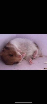 bán 2 em hamster bear dễ cầm chơi. Mua bán Thú cưng khác tại Quận Hải Châu Đà Nẵng được đăng bởi Dang Cong Anh