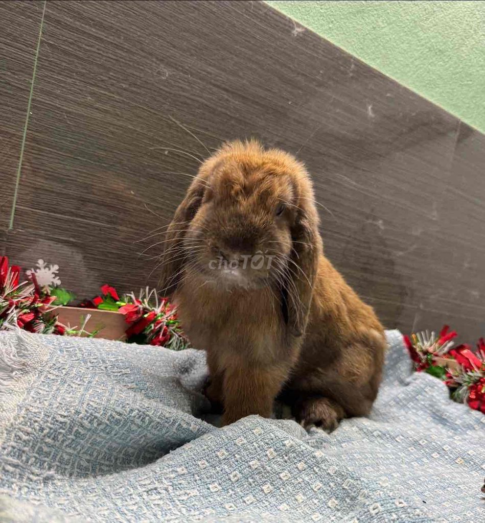 Thỏ Holland Lop đực 1 năm tuổi. Mua bán Thú cưng khác tại Quận Ninh Kiều Cần Thơ được đăng bởi Nông Trại Gu Thích Thú  hình 1