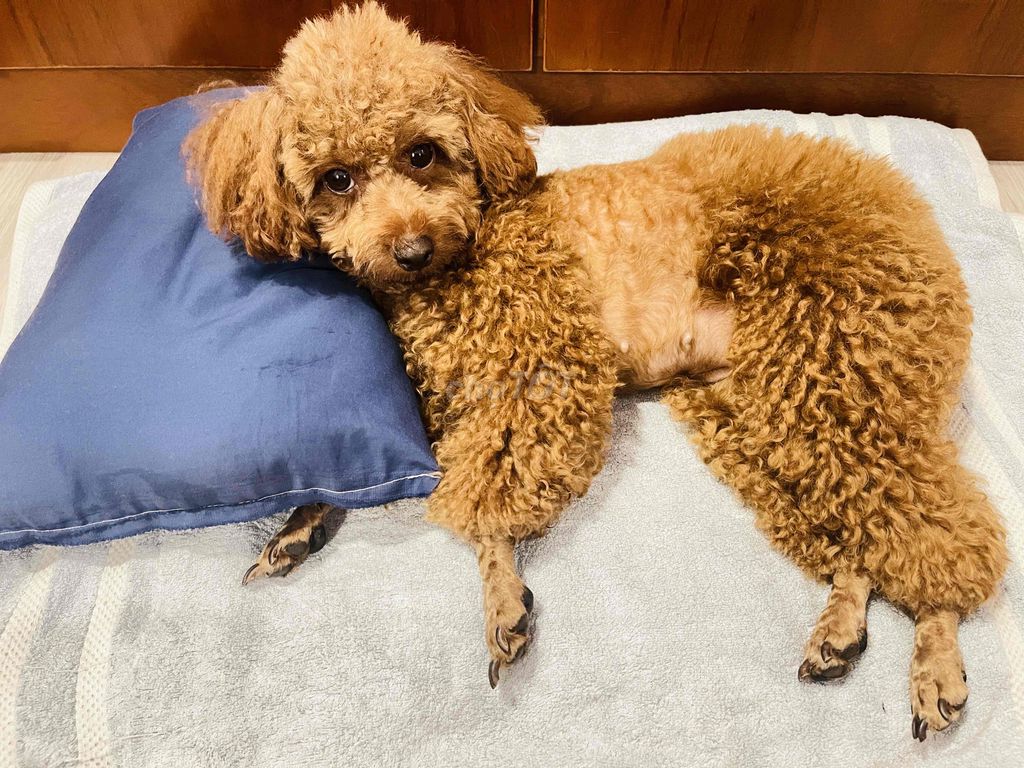 CẦN BÁN CHÓ POODLE ĐÃ BIẾT ĐI VỆ SINH ĐÚNG CHỖ