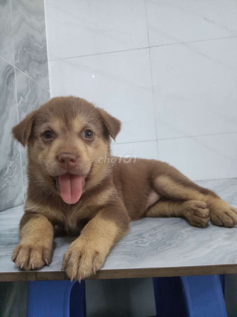 Chó Alaska tròn ú rất đẹp hiền ngoan. Mua bán Chó tại Quận 6 Tp Hồ Chí Minh được đăng bởi Tăng Chí Lương  hình 1