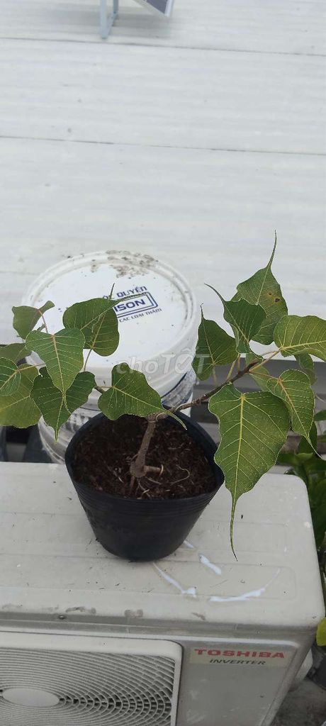 Cây Bồ đề Mini. Mua bán Cây cảnh, đồ trang trí tại Quận 6 Tp Hồ Chí Minh được đăng bởi Ragiachau hình 1