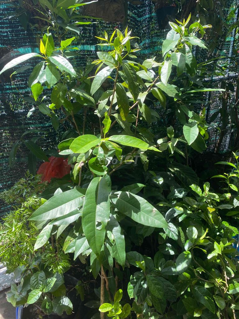 cây vối nếp & Đinh Lăng trong chậu lá dùng tốt SK