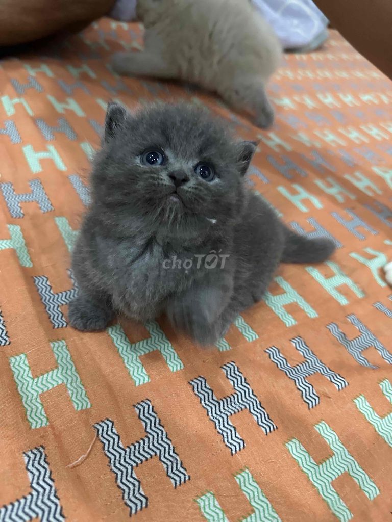 mình cần gã mấy bé mèo con chân dài và chân ngắn. Mua bán Mèo tại Quận 7 Tp Hồ Chí Minh được đăng bởi Bu Jolie hình 3