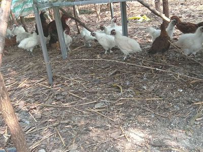 Gà ác. Mua bán Gà tại Huyện Hóc Môn Tp Hồ Chí Minh được đăng bởi Thúy