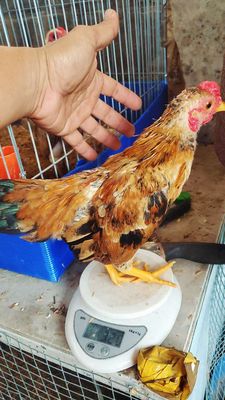 Chú tre bắc vàng tàu 3.5th. Mua bán Gà tại Thành phố Thủ Đức Tp Hồ Chí Minh được đăng bởi vinh gaden