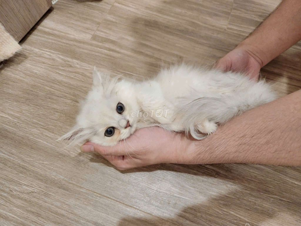 mèo Anh pet tìm ba mẹ. Mua bán Mèo tại Thành phố Thủ Đức Tp Hồ Chí Minh được đăng bởi Trang hình 4