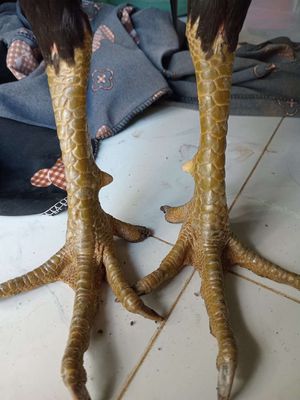 Anh can liên hệ. Mua bán Gà tại Huyện Chợ Mới An Giang được đăng bởi Tâm Xì