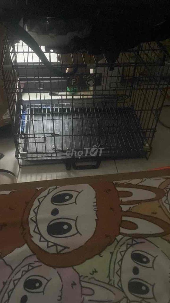 Lồng vận chuyển chó mèo Size M hàng mới. Mua bán Phụ kiện, Thức ăn, Dịch vụ tại Quận Cầu Giấy Hà Nội được đăng bởi Phuong Hoang hình 1