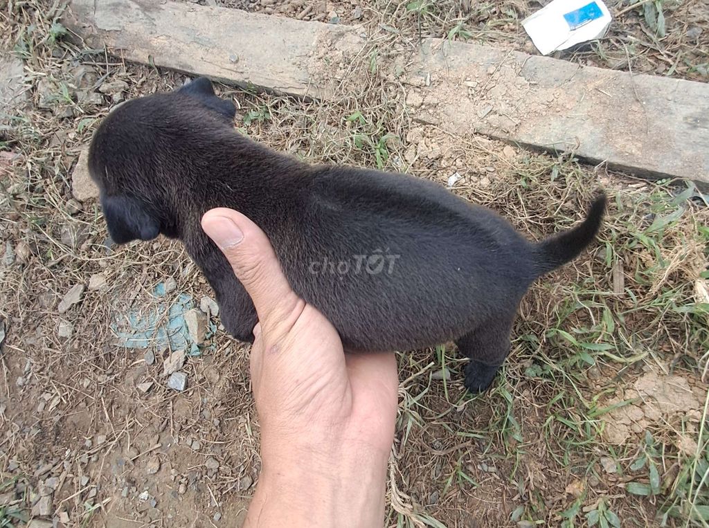 Chó Phú Quốc 30 ngày. Mua bán Chó tại Quận Sơn Trà Đà Nẵng được đăng bởi CC CC hình 1