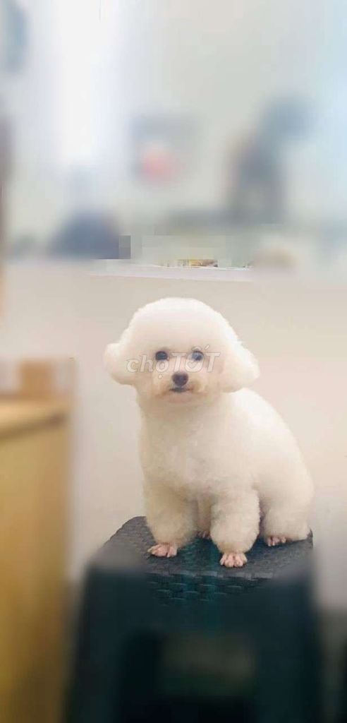 Phối giống chó poodle