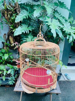 3 Lồng chim chích chờ lửa ..!( Tặng kèm lồng tắm )