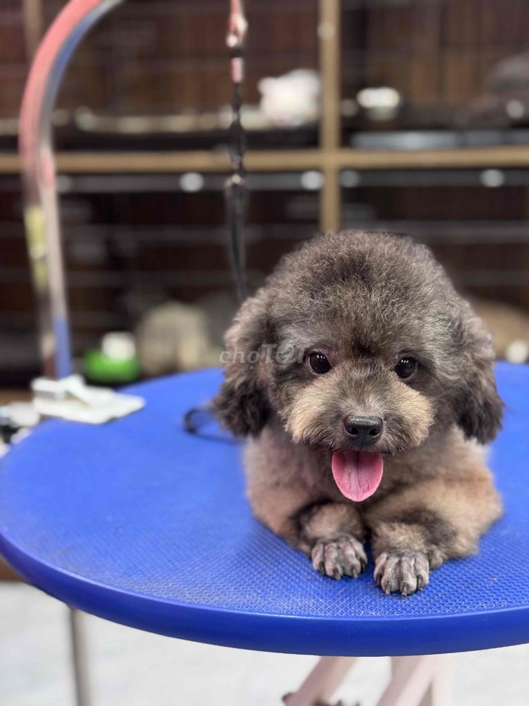 POODLE CÁI XÁM MÀU HIẾM GIÁ SIÊU RẺ