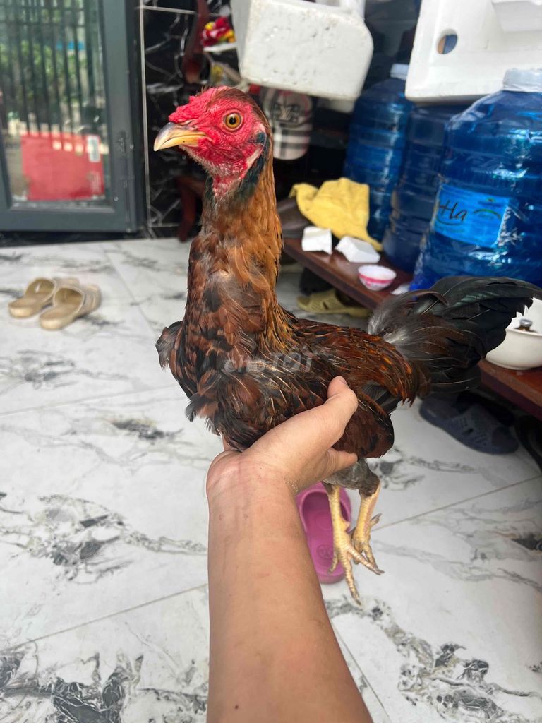 Gà tơ Nâu đỏ. Mua bán Gà tại Huyện Cần Giuộc Long An được đăng bởi Tuananh hình 1