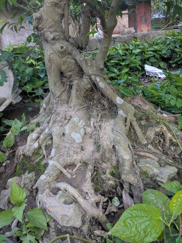 Cây sanh cổ già. Mua bán Cây cảnh, đồ trang trí tại undefined undefined được đăng bởi Tuấn hình 1