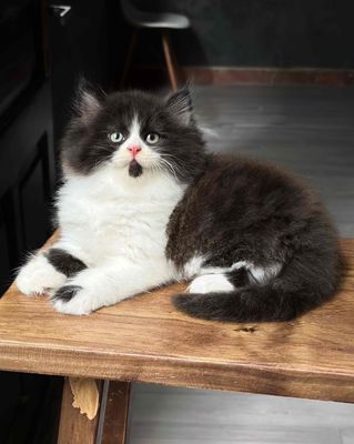 Mèo Tuxedo mặt cân mũi hồng phom cực khủng 🧸