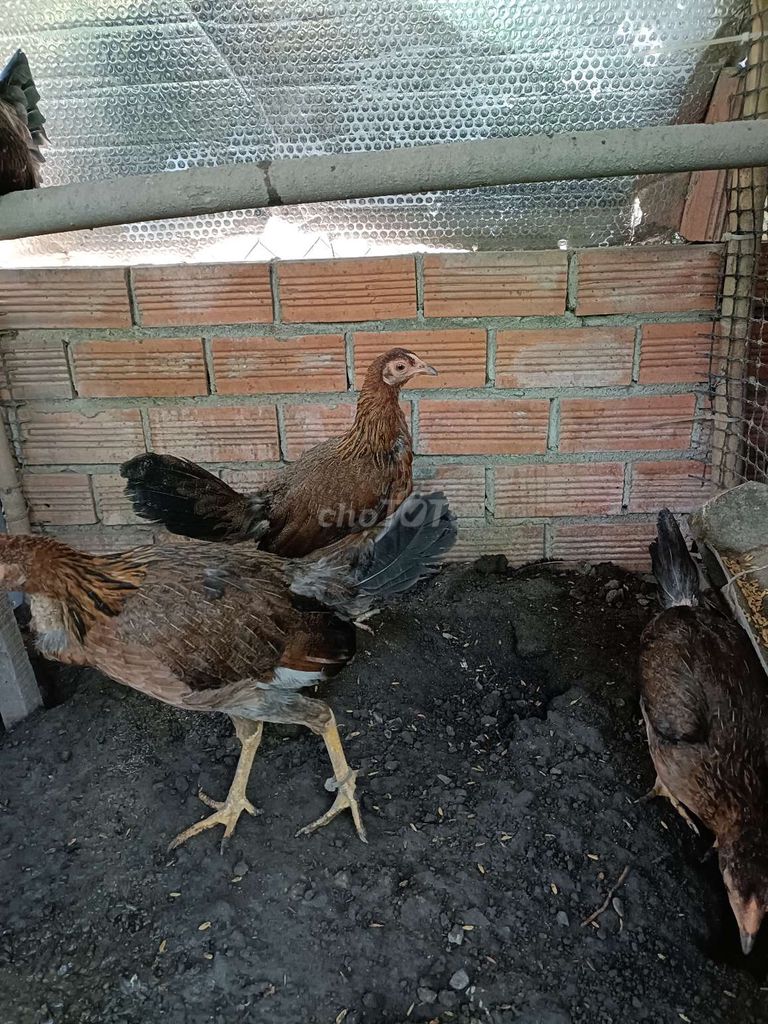 Gà mái tơ màu Nâu. Mua bán Gà tại Thành phố Thuận An Bình Dương được đăng bởi Tú Duong hình 1