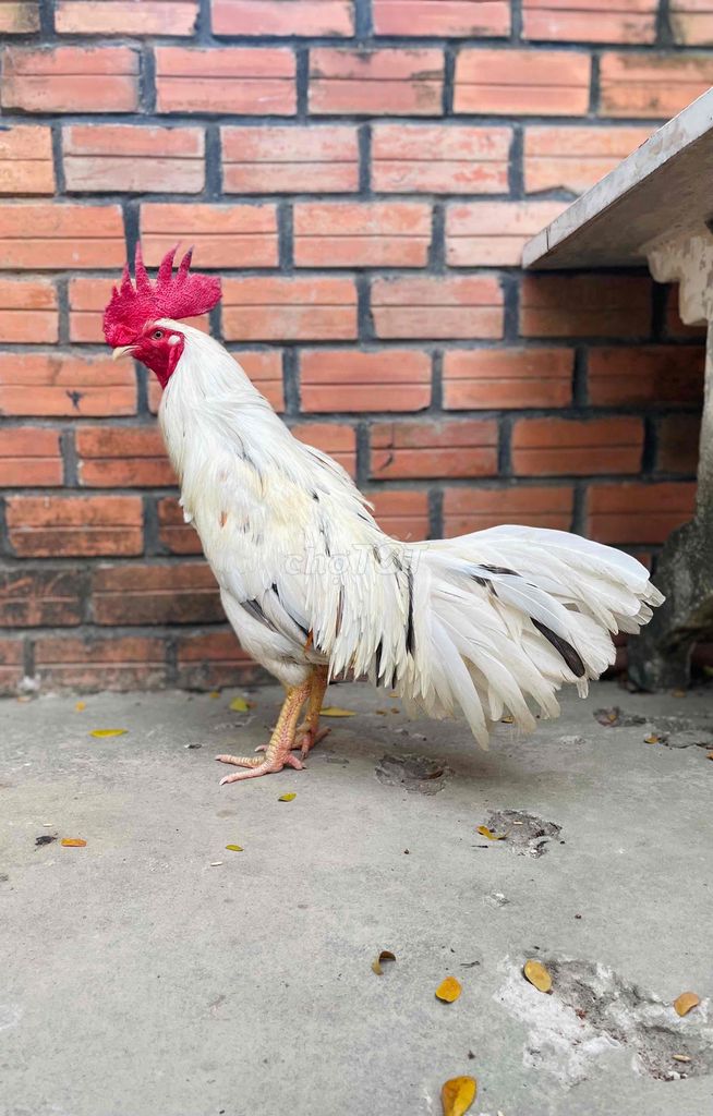 Hàng Đấu . 🐔 Hiện 2kg9 Yếu . . Tay Cục. . Long Mới