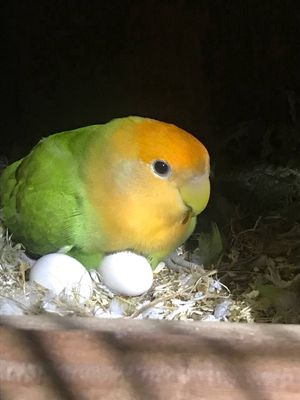 Cặp vẹt lovebird không viền ss (đang ấp 4 trứng)