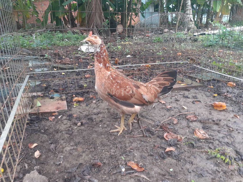 khuyến mãi gà ms 924. Mua bán Gà tại Huyện Gò Quao Kiên Giang được đăng bởi trại gà lai, lò cựa út mân kiên giang ship toàn quốc  hình 1