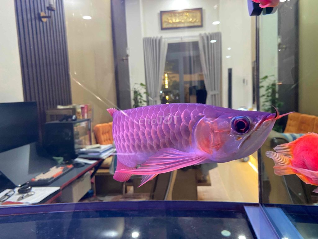 cá rồng huyết long. Mua bán Thú cưng khác tại Thành phố Bến Tre Bến Tre được đăng bởi Liêu thái bảo hình 4