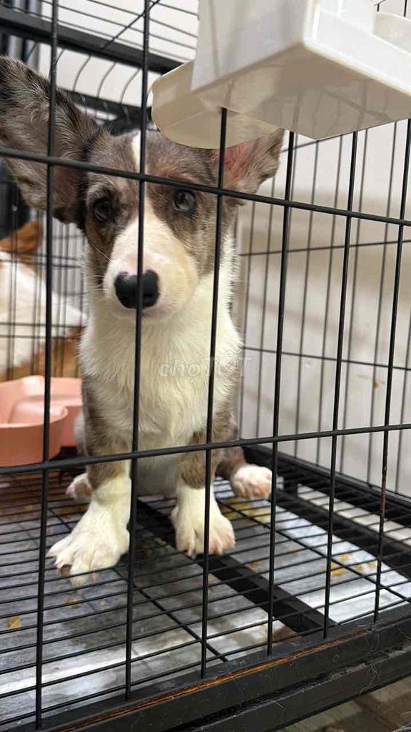 Chó Corgi Cardigan Merle blue 3.5 tháng. Mua bán Chó tại Quận Gò Vấp Tp Hồ Chí Minh được đăng bởi Trần Quý Tài hình 1