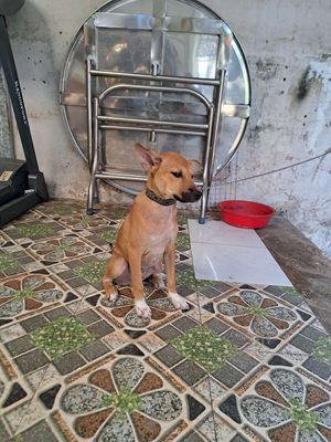 Chó Phú Quốc lai đực 6 tháng