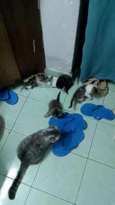 Mèo cần tìm chủ. Mua bán Mèo tại Quận Thanh Khê Đà Nẵng được đăng bởi Vinh 