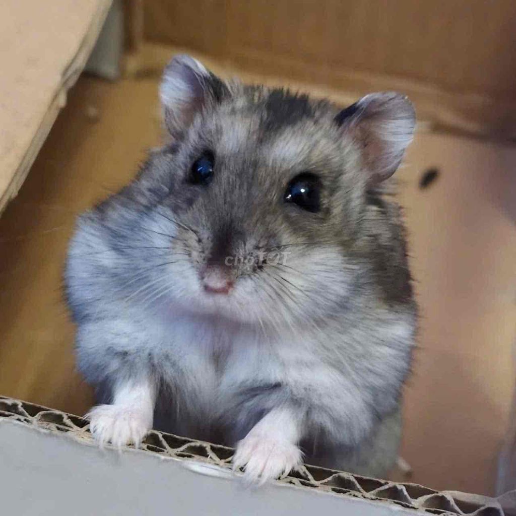 Hamster trắng đen. Mua bán Thú cưng khác tại Quận Gò Vấp Tp Hồ Chí Minh được đăng bởi Haruko hình 1