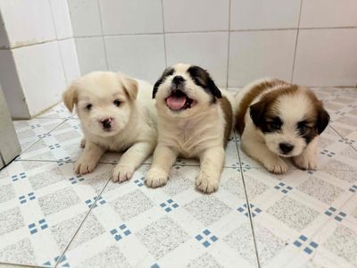 Chó nhật con dễ thương
