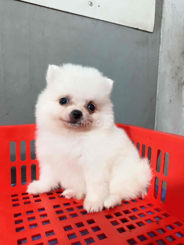Chó Phốc Sóc trắng lông xù đã tiêm. Mua bán Chó tại Quận 12 Tp Hồ Chí Minh được đăng bởi dung hình 1