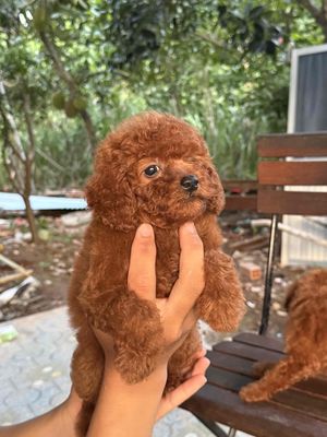 Chó Poodle Mini Nâu đỏ 2 tháng tuổi đã sổ giun