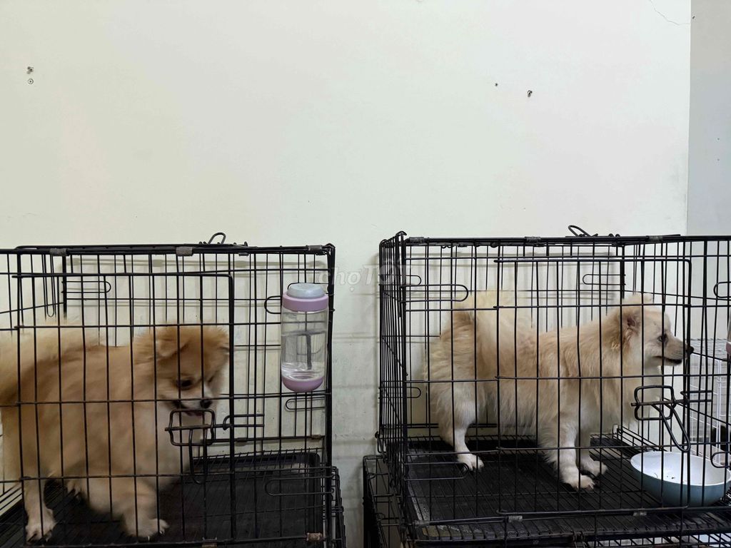 phốc sóc. Mua bán Chó tại Thành phố Thủ Đức Tp Hồ Chí Minh được đăng bởi Hoàng Tuấn hình 2