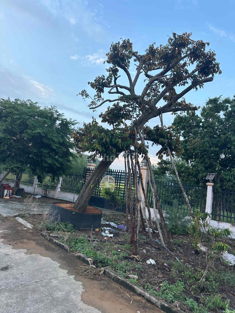 Cây Vú Sữa tím. Mua bán Cây cảnh, đồ trang trí tại Huyện Hàm Thuận Bắc Bình Thuận được đăng bởi Son huynh hình 1