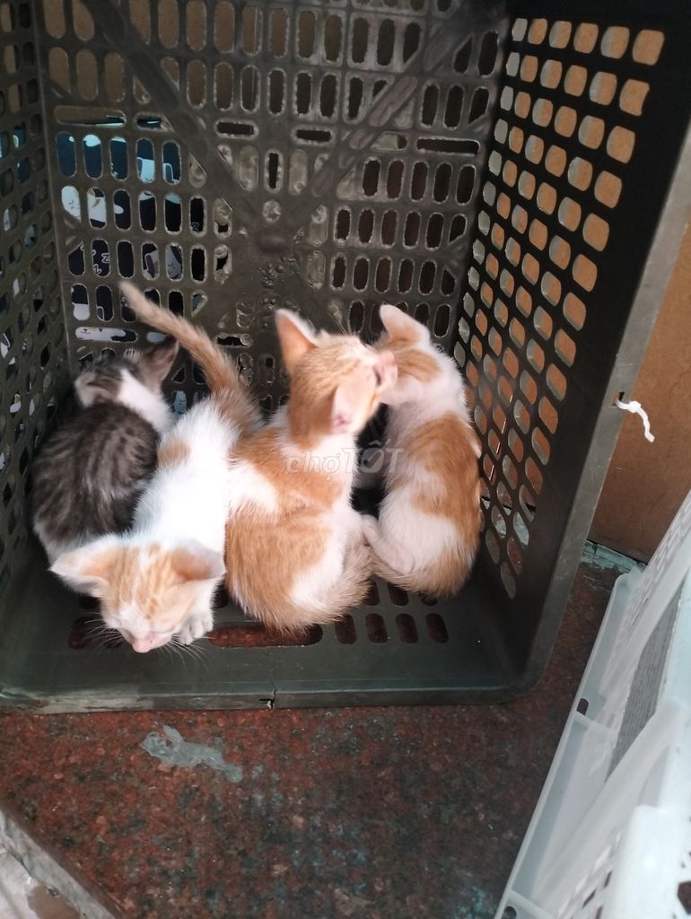 Meo ta gần 2thg cobbe duc bé cái . Mua bán Mèo tại Quận Hoàng Mai Hà Nội được đăng bởi Sipal Ah hình 1