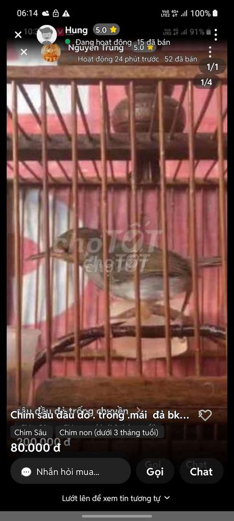 Chim Sâu đầu đỏ. Mua bán Chim tại Thành phố Thủ Dầu Một Bình Dương được đăng bởi Hung hình 1