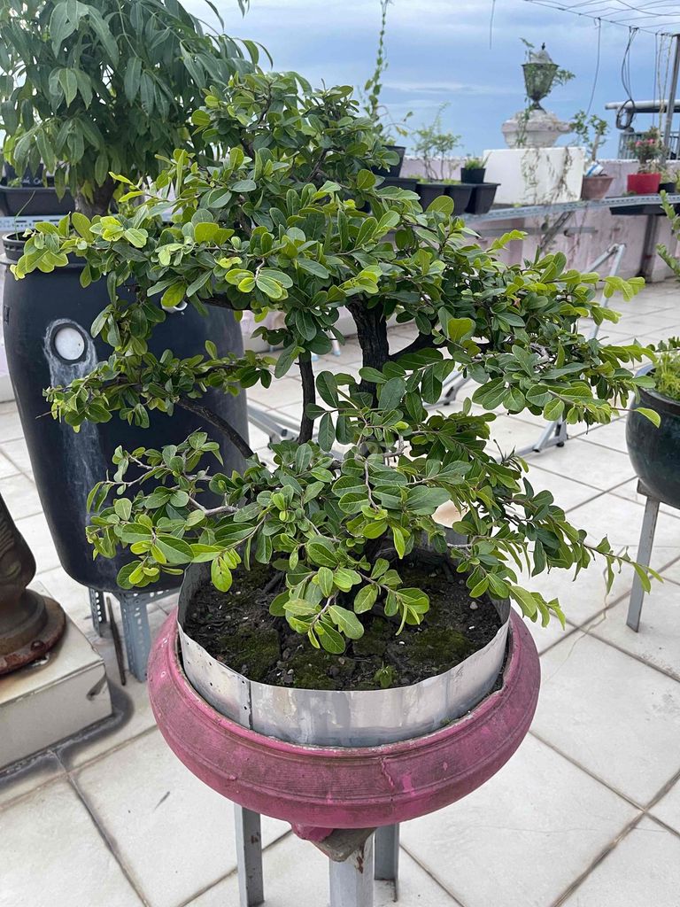 Cây cảnh bonsai Cẩm thị. Mua bán Cây cảnh, đồ trang trí tại Huyện Bình Chánh Tp Hồ Chí Minh được đăng bởi Nông Lê hình 1